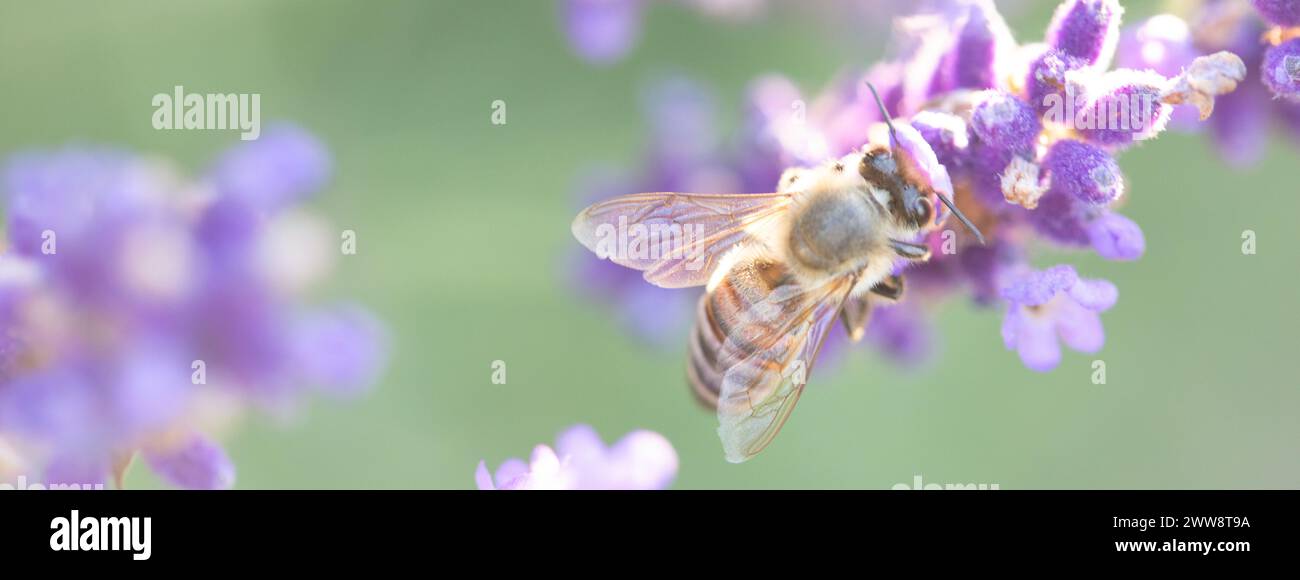 Honey bee among flowers hi-res stock photography and images - Alamy