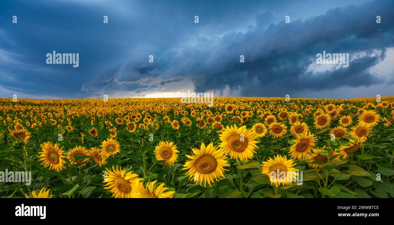 Sunflower Symphony Amidst Thunderous Skies Stock Photo