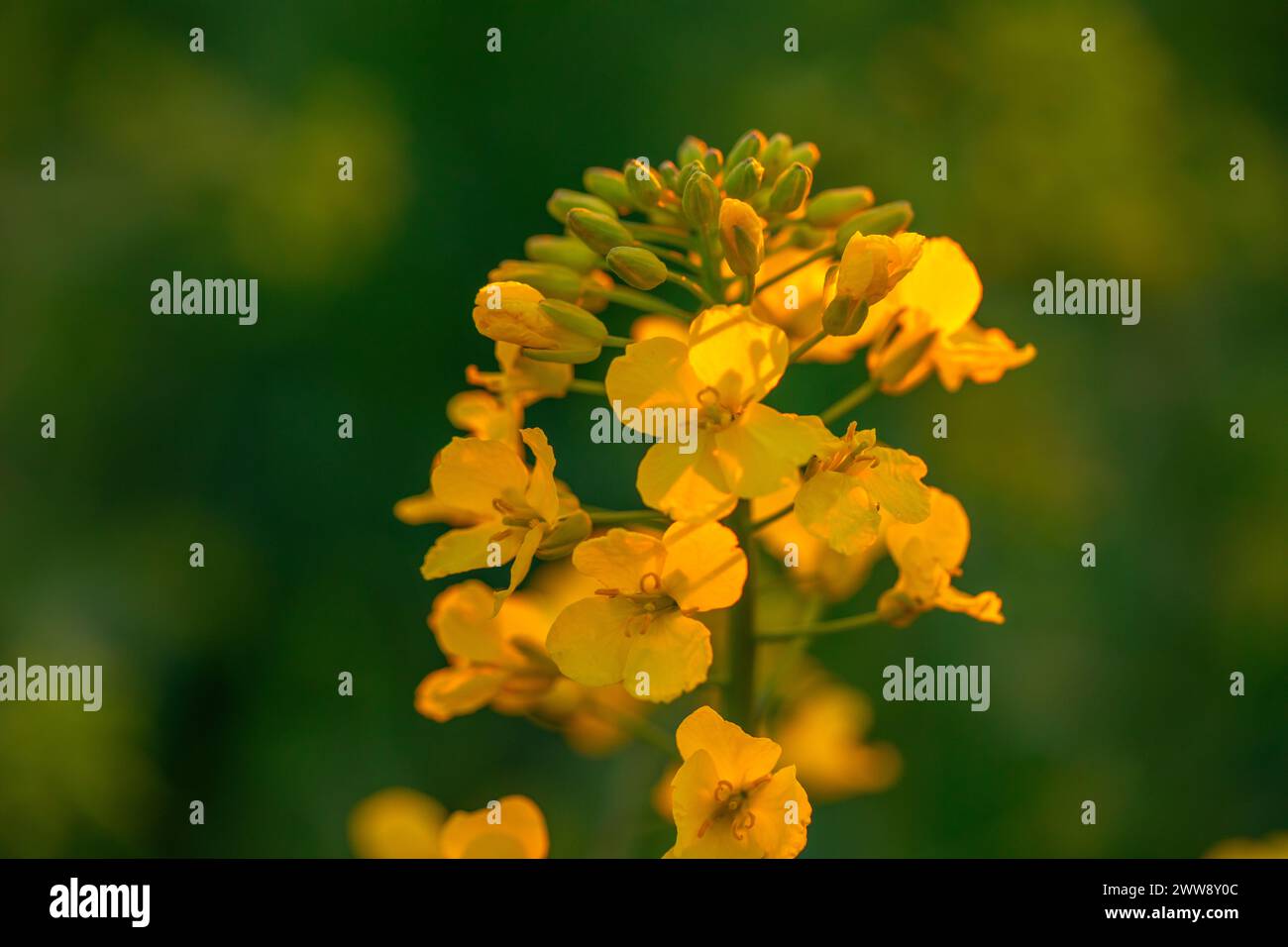 Yellow Symphony: Rapeseed Blooms Dancing in the Breeze Stock Photo