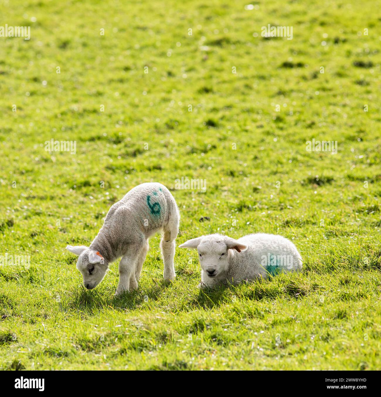 Spring lambs in a farmers field in Queensbury , West Yorkshire Stock