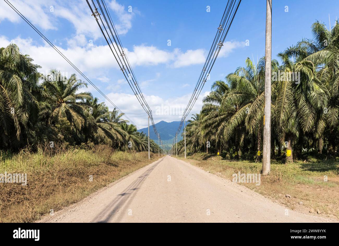 Dirt road in Costa Rica with utility poles and surrounded by palm tree farms Stock Photo