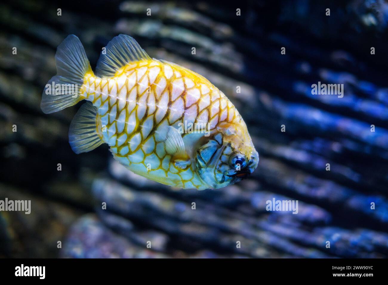Australian pineapplefish in sea Stock Photo