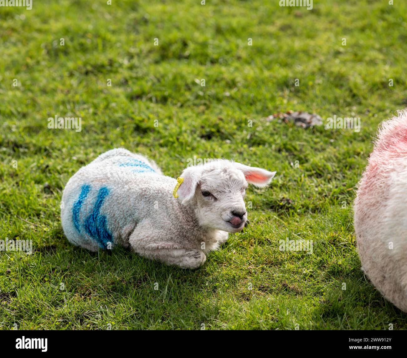 Spring lambs in a farmers field in Queensbury , West Yorkshire Stock