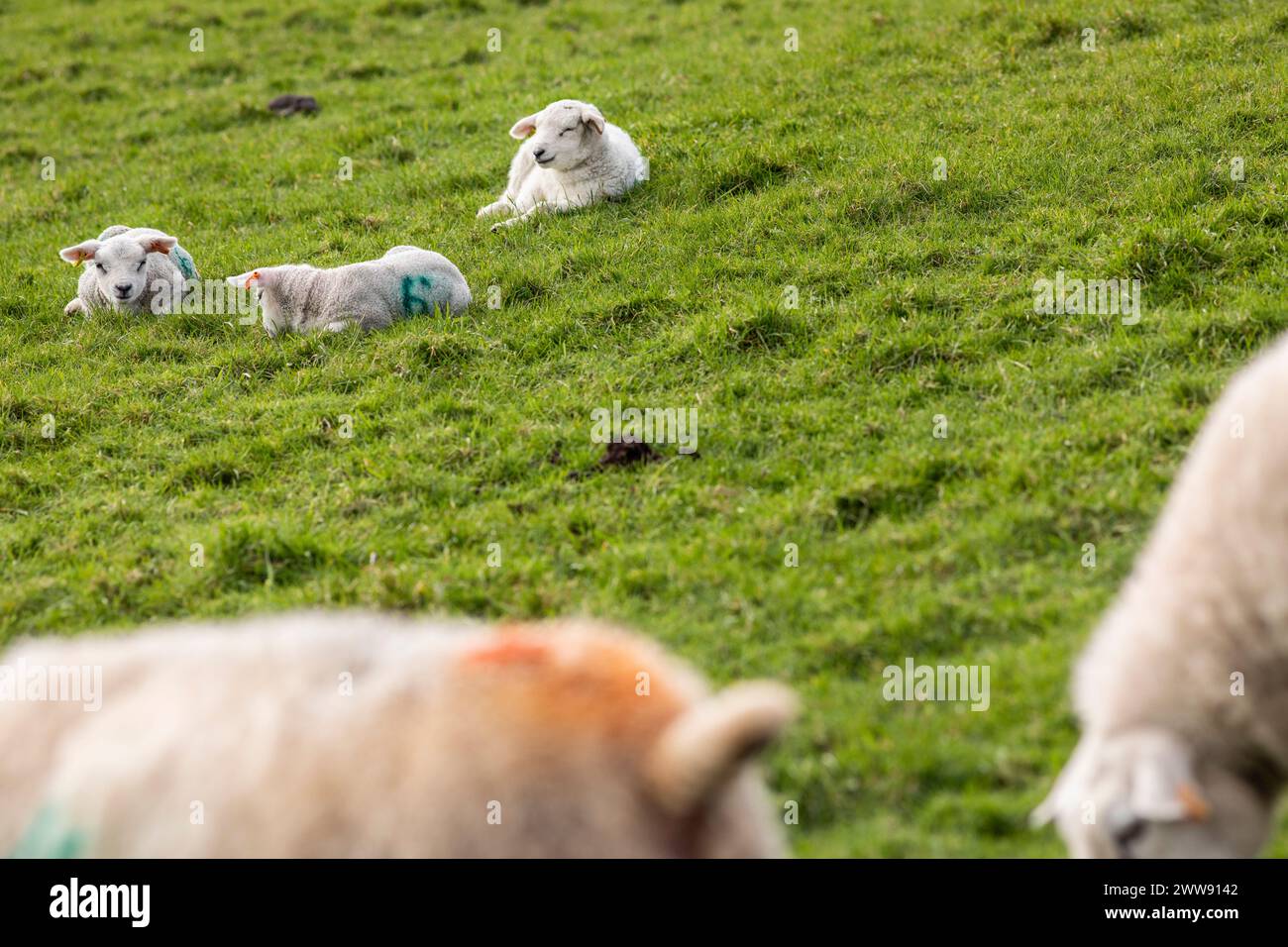 Spring lambs in a farmers field in Queensbury , West Yorkshire Stock