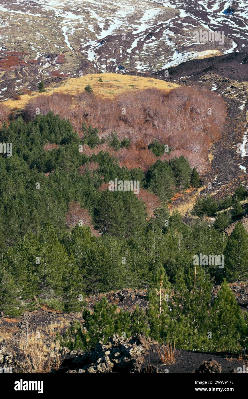 tree line deciduous and evergreen mixed wood in Etna Park, Sicily, Italy Stock Photo