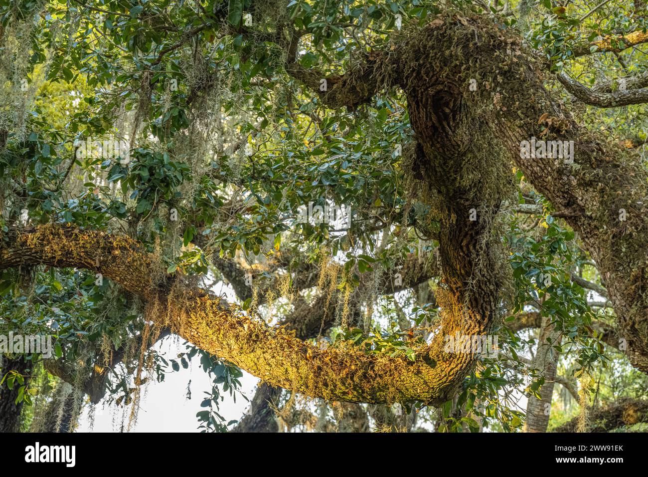 Florida live oak tree at Washington Oaks Gardens State Park in Palm Coast, Florida. (USA) Stock Photo