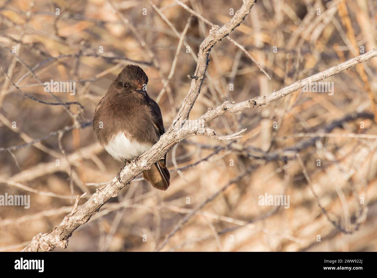 A Black Phoebe perches in the evening light. Stock Photo