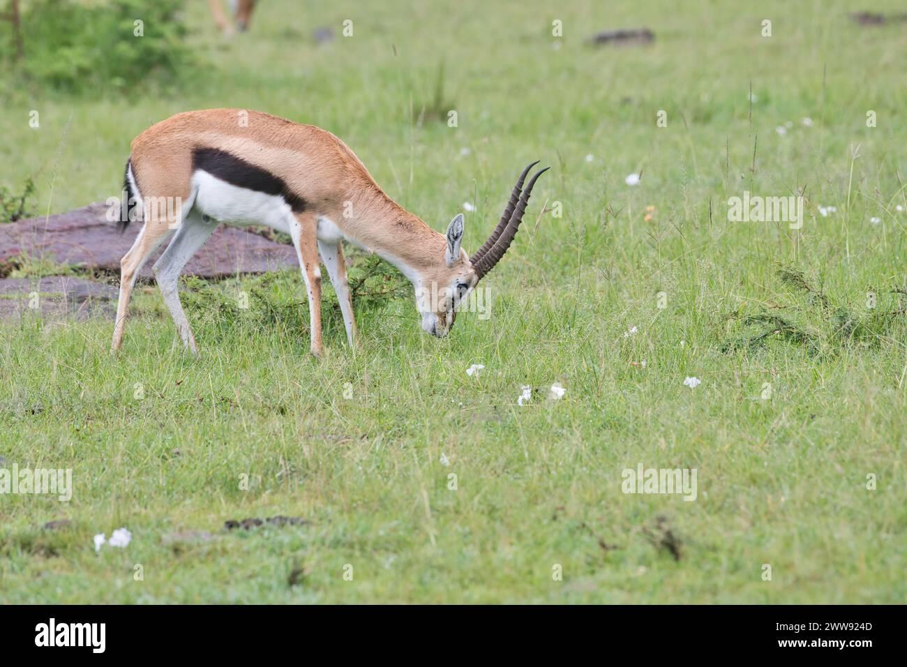 Thomson's gazelle (Gazella rufifrons), also known as the red-fronted gazelle. Adult male, grazing. Stock Photo