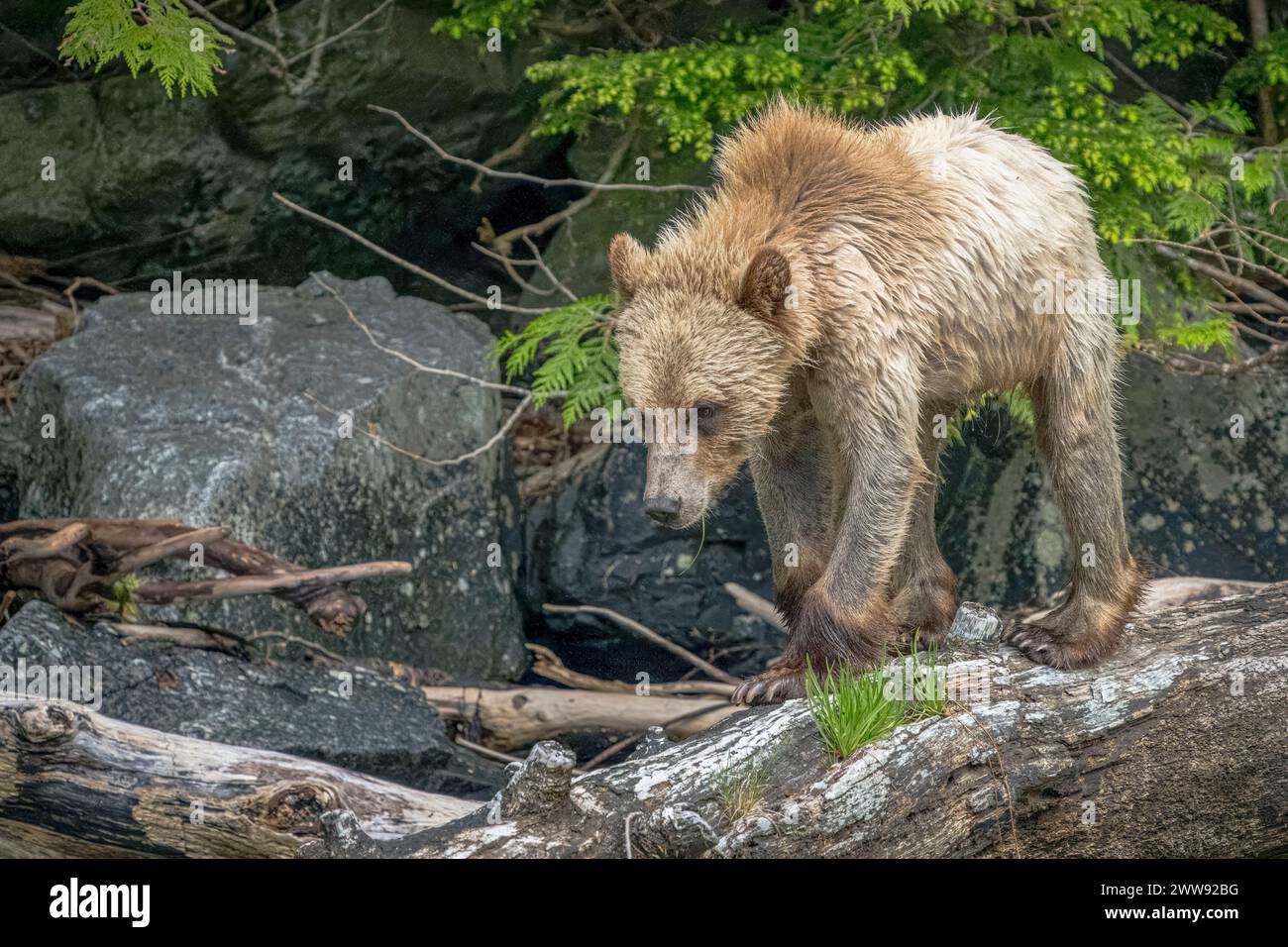 Grizzly bear walking along the shoreline on driftwood in Knight Inlet Traditional territory of the Da’Naxdaxw Awaetlala First Nation, British Columbia Stock Photo