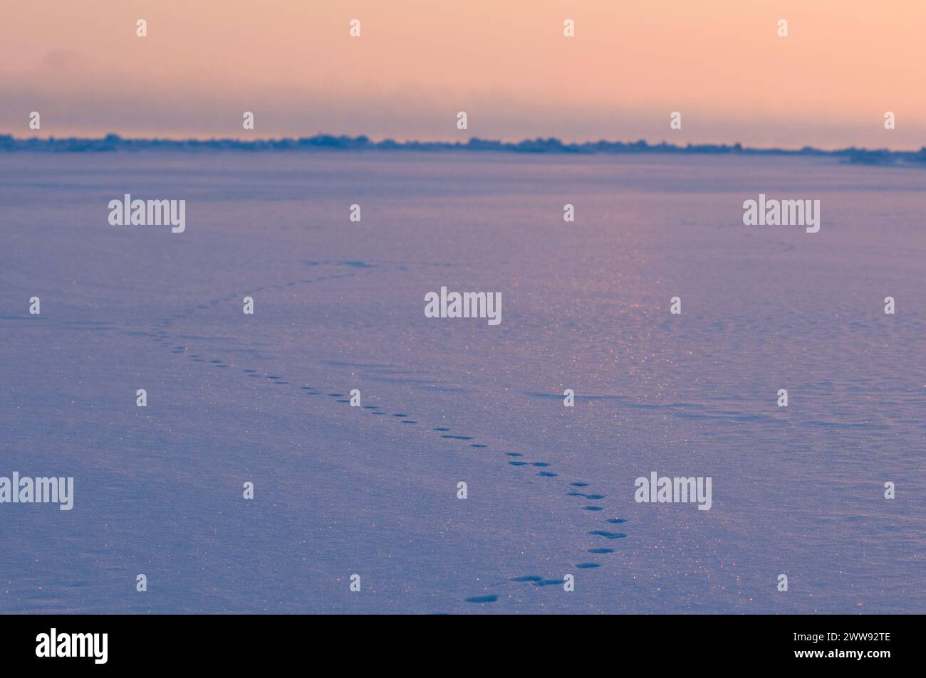 polar bear tracks Seascape of rough pack ice over the Chukchi sea in ...