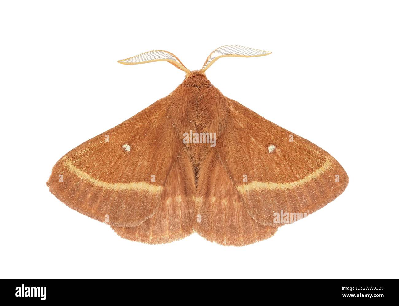 Grass eggar moth isolated on white background, Lasiocampa trifolii ...
