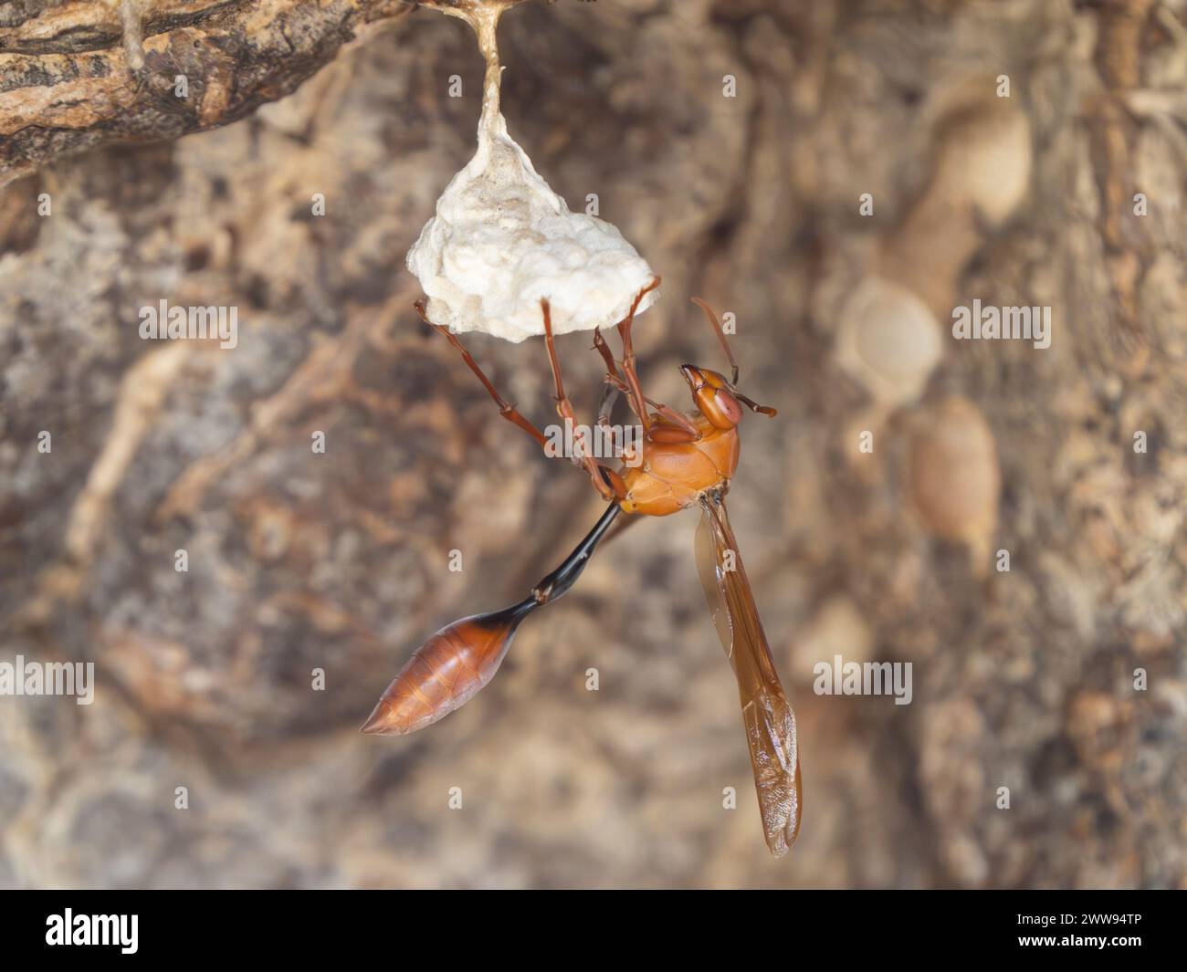 Needle-waisted paper wasp, Belonogaster sp., Zombitse-Vohibasia National Park, Madagascar Stock Photo