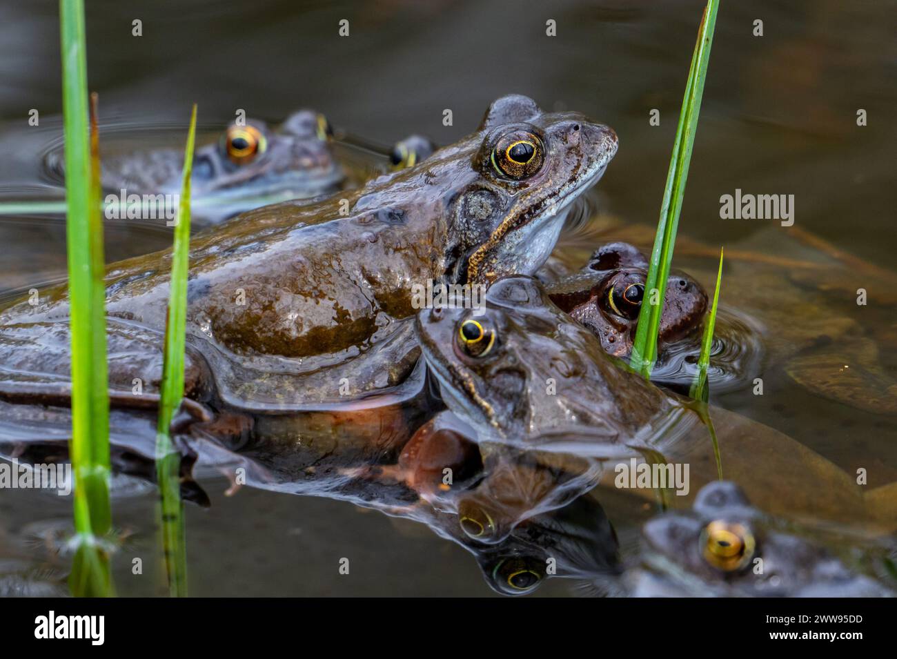 European common frogs / brown frogs / grass frog (Rana temporaria ...