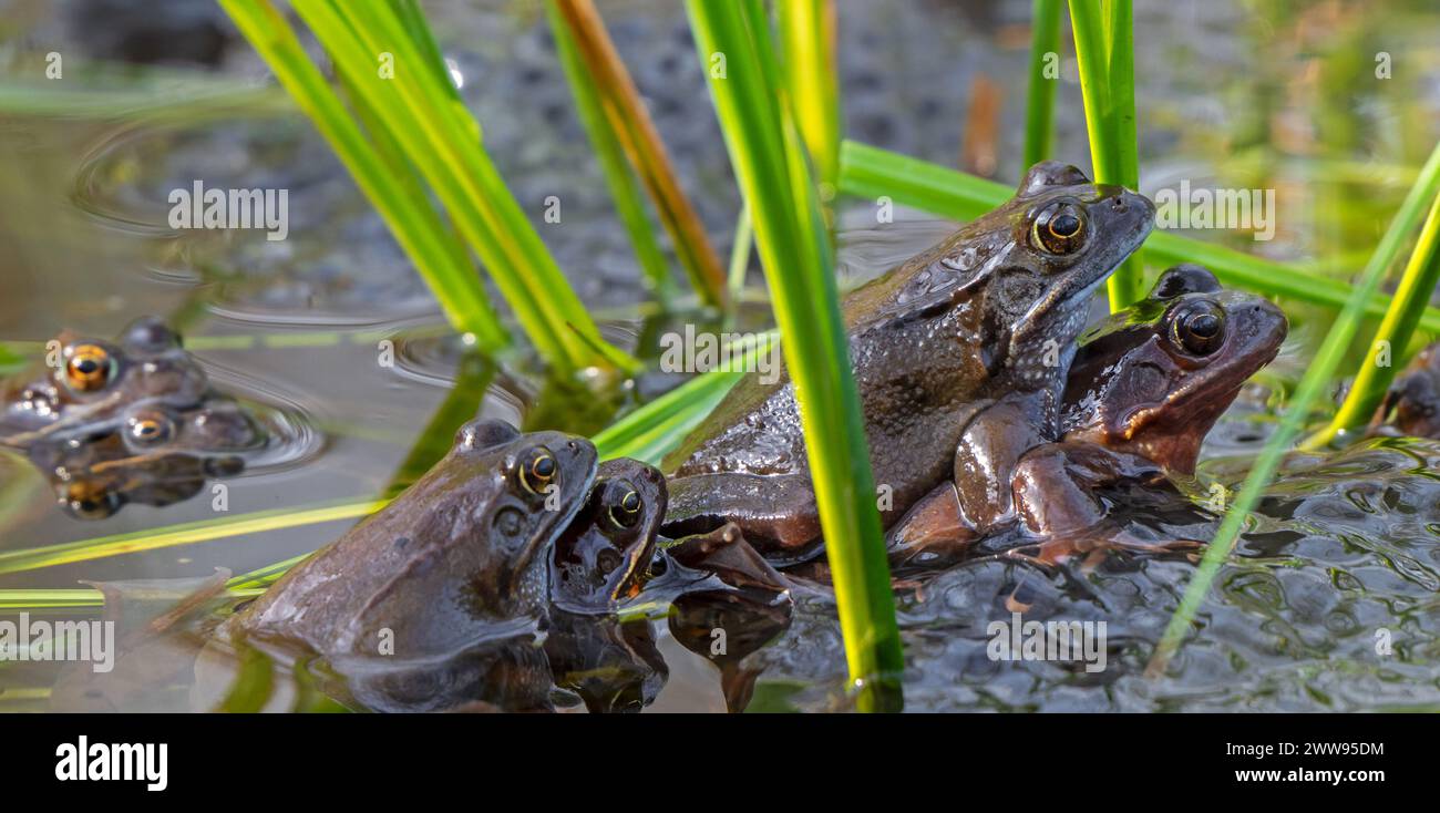 Amplexed European common frogs / brown frogs and grass frog pairs (Rana temporaria) gathering in pond during the spawning / breeding season in spring Stock Photo