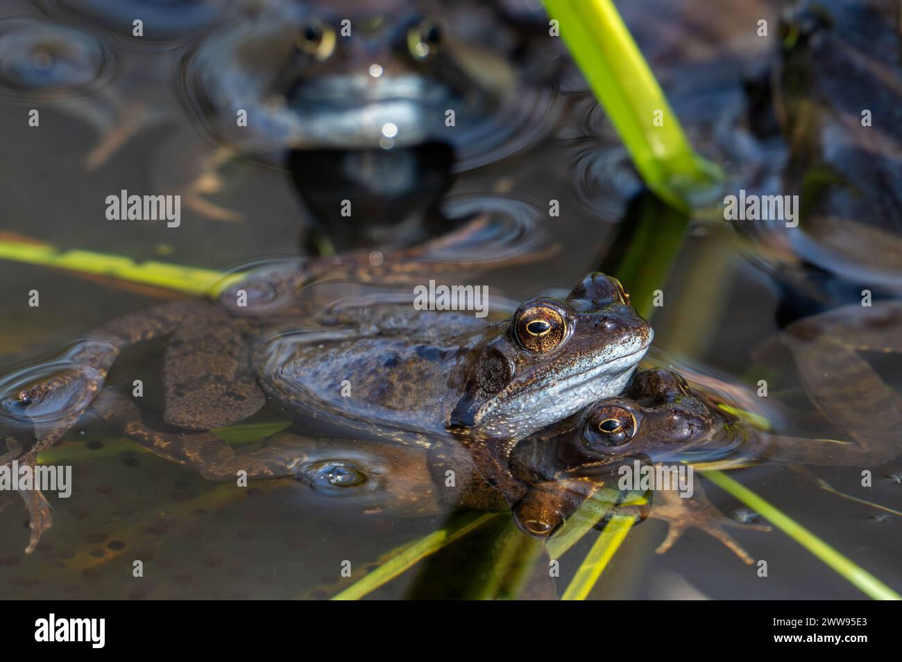 European common brown frogs / grass frog (Rana temporaria) pair in amplexus among aquatic plants in pond during the mating / breeding season in spring Stock Photo