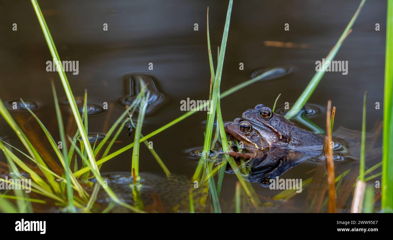 European common frog pair / brown frogs / grass frog (Rana temporaria) male and female in amplexus in pond during spawning / breeding season in spring Stock Photo