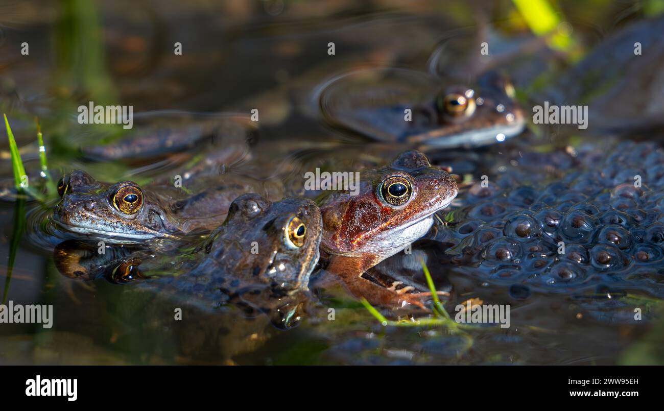 European common frogs / brown frogs / grass frog group (Rana temporaria