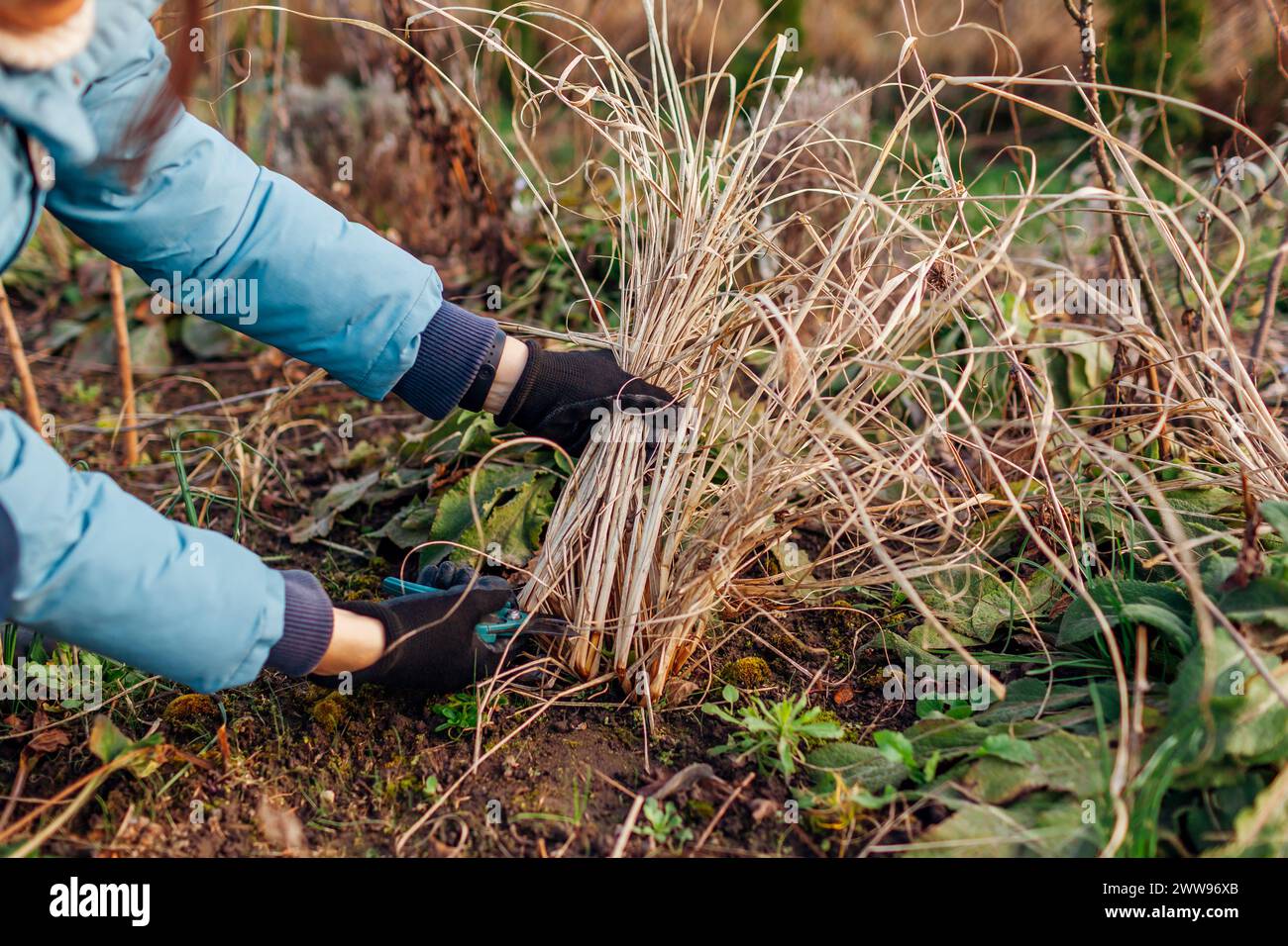Cutting back ornamental grasses in spring garden. Gardener pruning pennisetum using secateur. Worker taking care of fountain grass Stock Photo