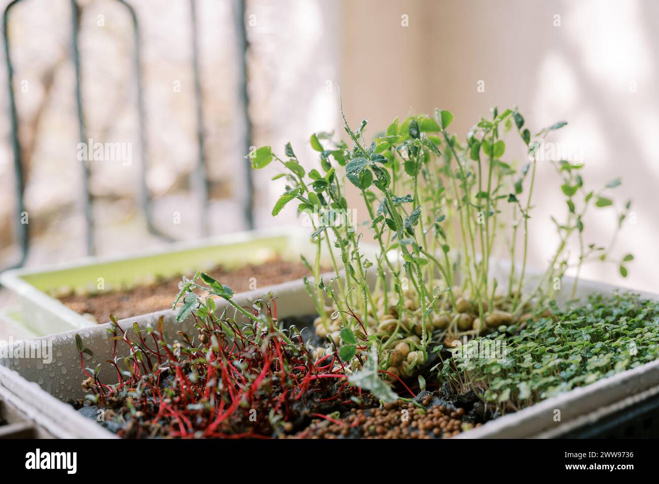 Image showcasing Pea microgreens growing in a white box on the balcony Stock Photo - Alamy