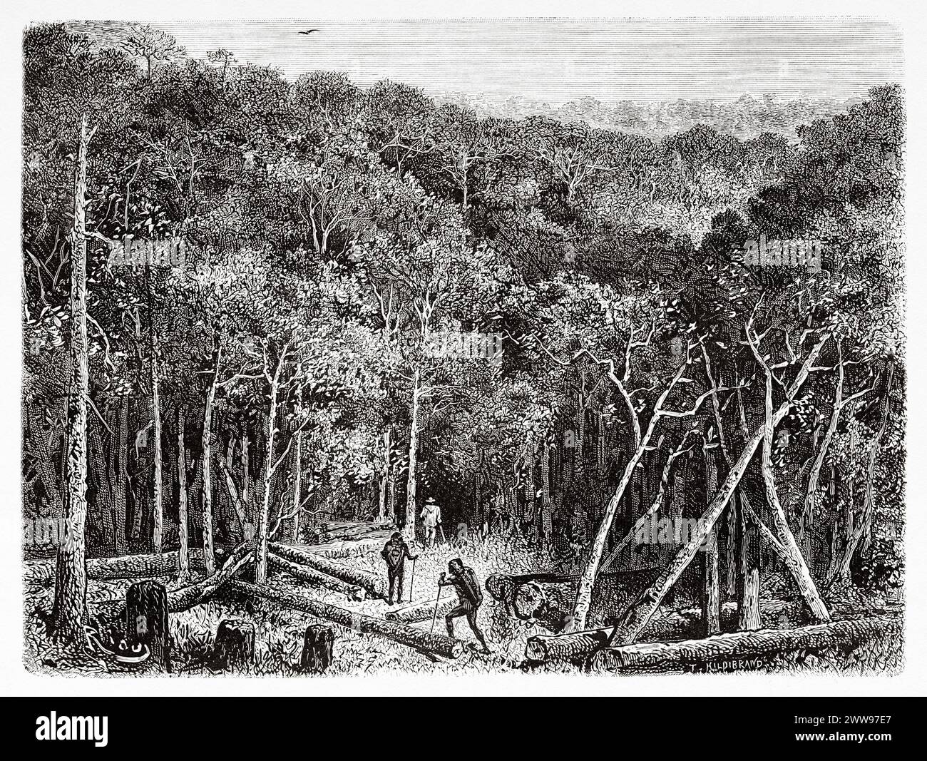 The expedition crossing the forest through an area of fallen trees, French Guiana, South America. Drawing by Edouard Riou (1833 - 1900) From Cayenne to the Andes (1878-1879) by Jules Crevaux (1847 - 1882) Le Tour du Monde 1880 Stock Photo