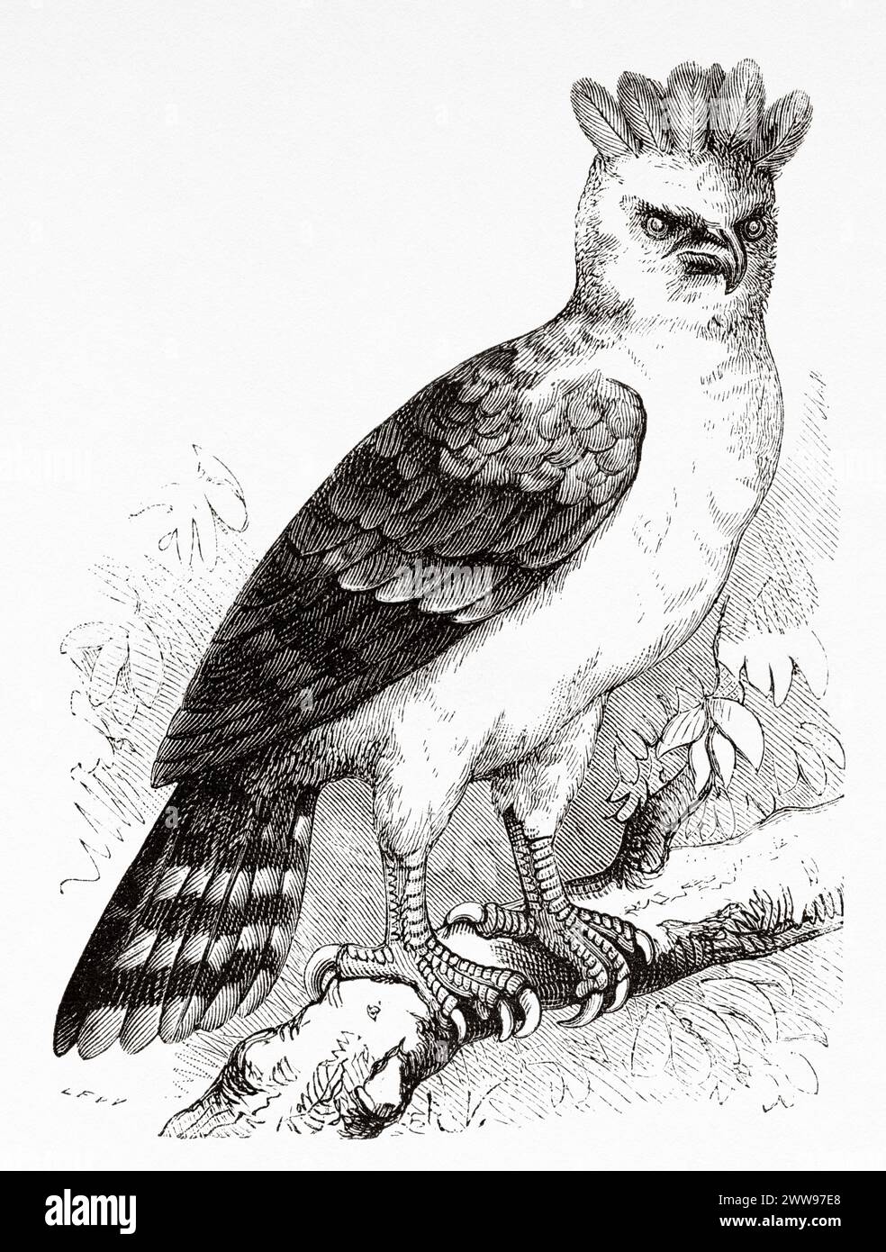The harpy eagle. American harpy eagle is a neotropical species of eagle, French Guiana, South America. Drawing by R. Valette. From Cayenne to the Andes (1878-1879) by Jules Crevaux (1847 - 1882) Le Tour du Monde 1880 Stock Photo