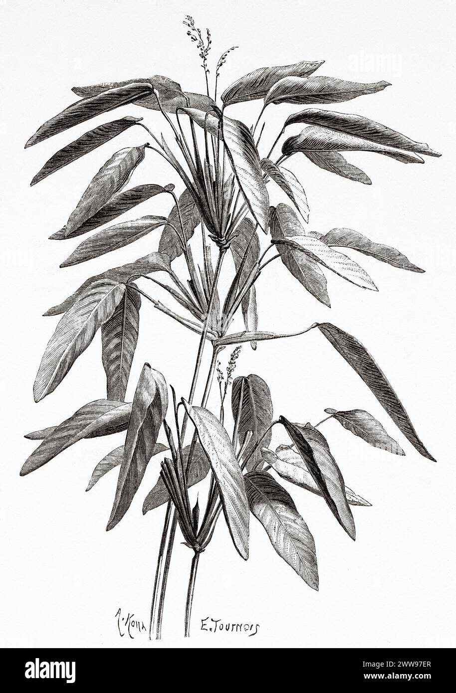 Ischnosiphon arouma, neotropical herbaceous species belonging to the Marantaceae family. It is well known in the Amazon and the Guiana Plateau for its uses in traditional basketry. In Guyana it is called arouman, red arouman, waruma, wama, French Guiana, South America. Drawing by Tournois. From Cayenne to the Andes (1878-1879) by Jules Crevaux (1847 - 1882) Le Tour du Monde 1880 Stock Photo