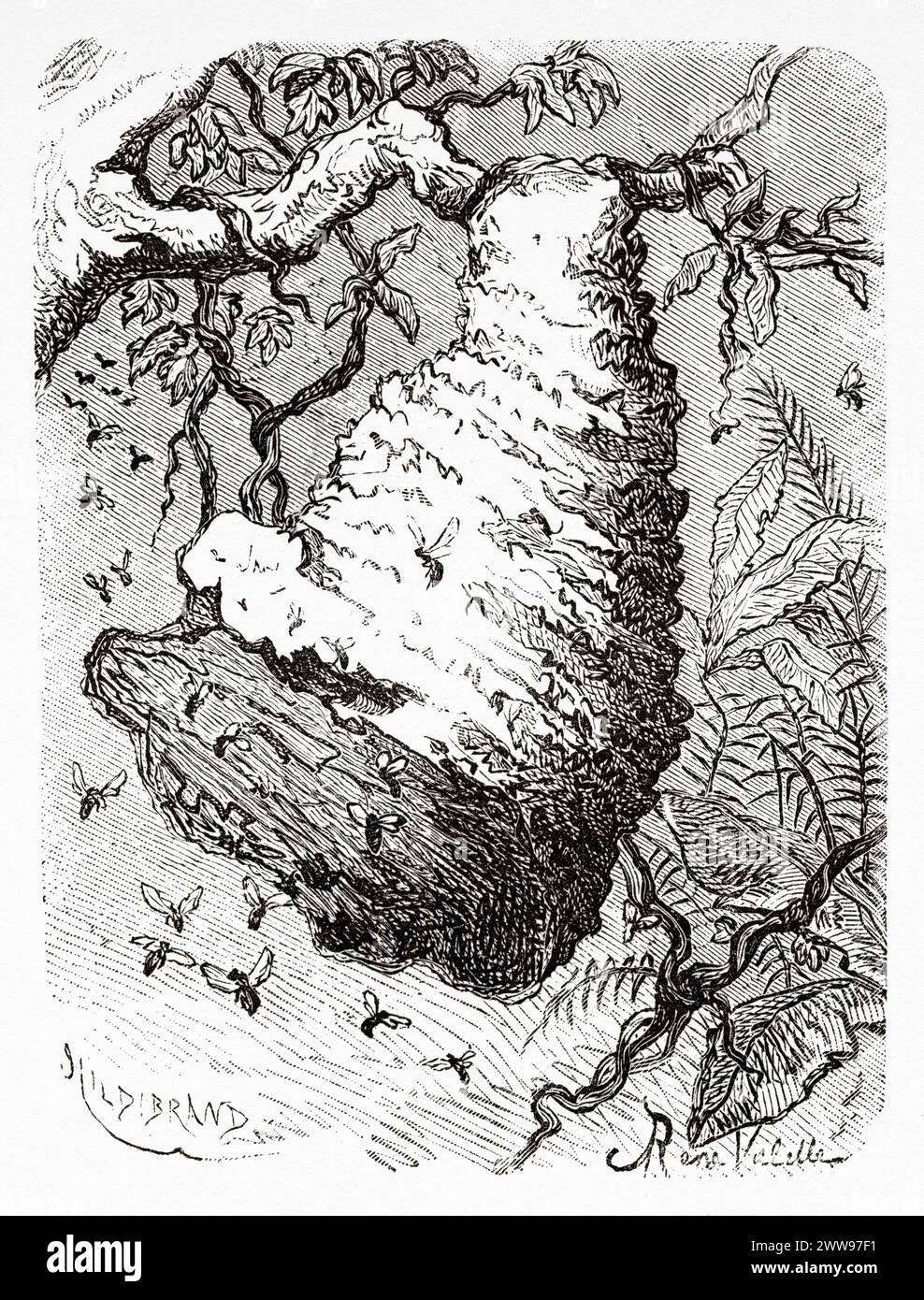 Wasp nest in the jungle, French Guiana, South America. Drawing by R. Valette. From Cayenne to the Andes (1878-1879) by Jules Crevaux (1847 - 1882) Le Tour du Monde 1880 Stock Photo