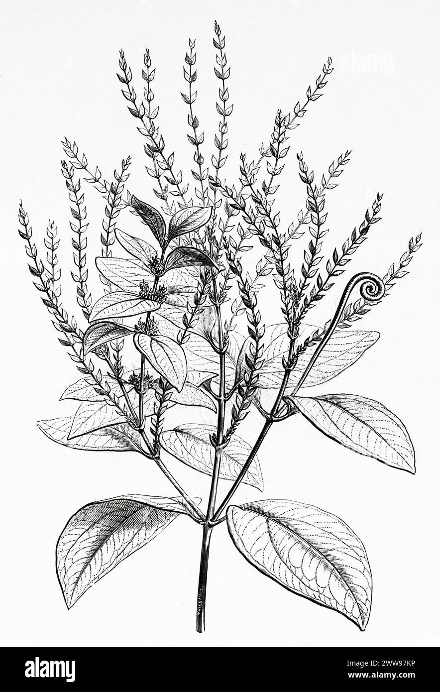 Strychnos toxifera, called bush rope and devil doer, is a species of flowering plant in the genus Strychnos, native to Costa Rica, Panama, Colombia, Ecuador, Venezuela, the Guianas, Brazil, Peru and Bolivia. South America. Drawing by M. Faguet. From Cayenne to the Andes (1878-1879) by Jules Crevaux (1847 - 1882) Le Tour du Monde 1880 Stock Photo