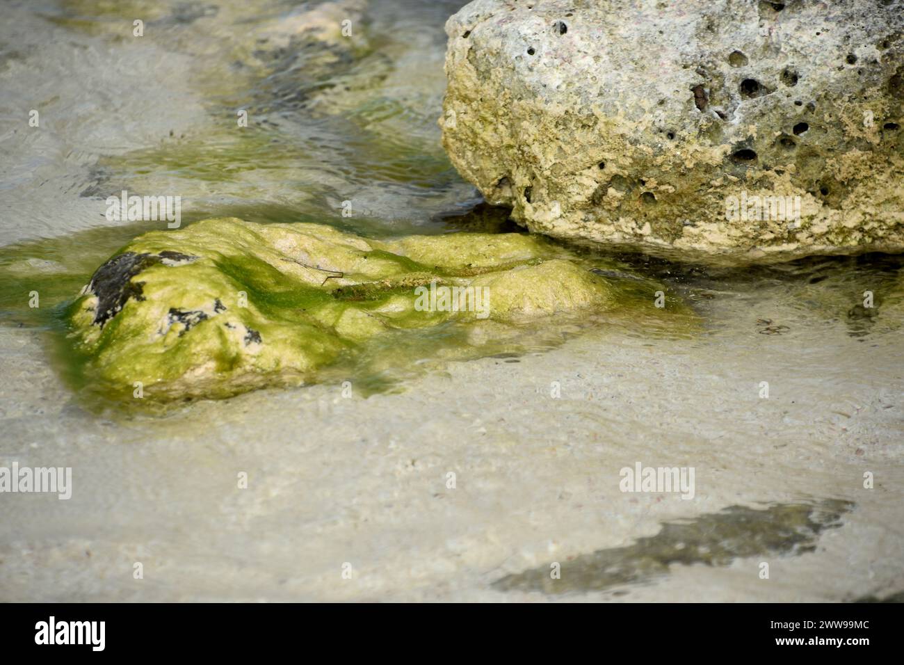 Rock submerged under water and coated in green algae and seaweed Stock ...