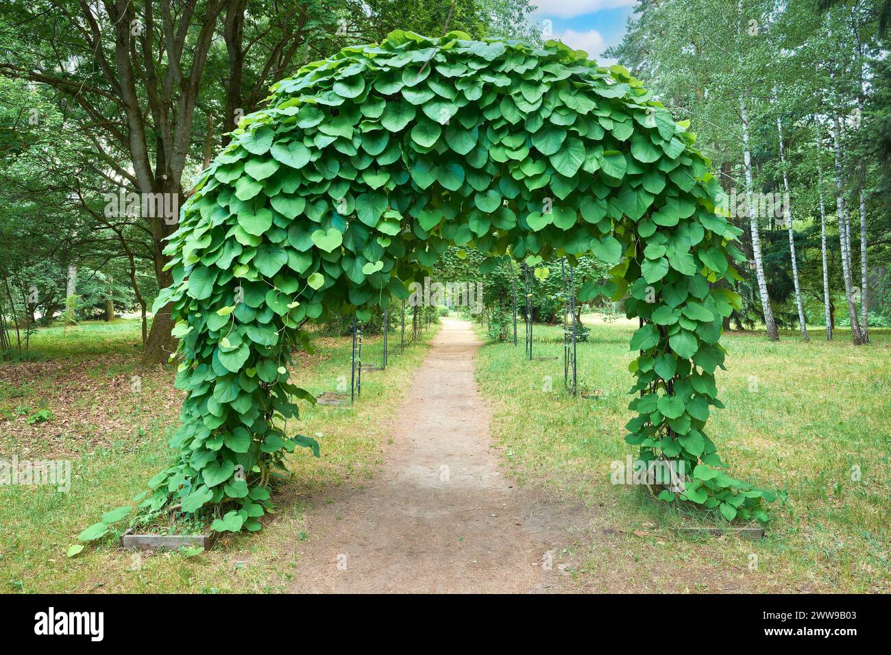 Arch of tropical jungle lianas, woody climbing vine. Alley with empty green arches, natural green corridor in summer park. Stock Photo