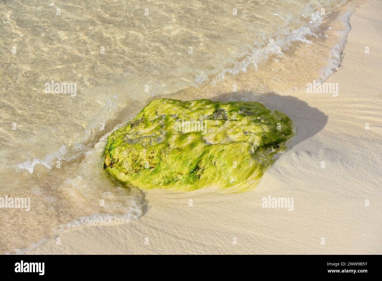 Algae covered rock splashing hi-res stock photography and images - Alamy