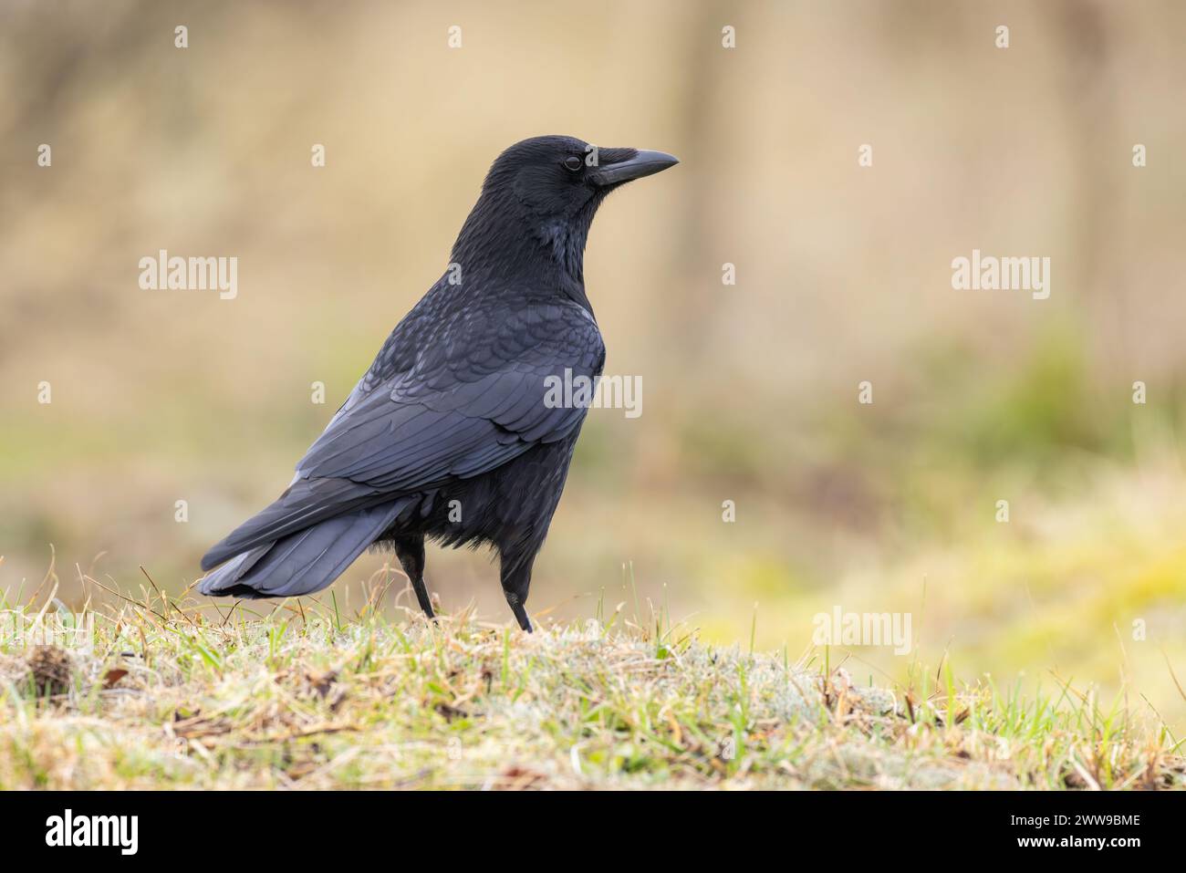 Carrion Crow portrait in winter Stock Photo