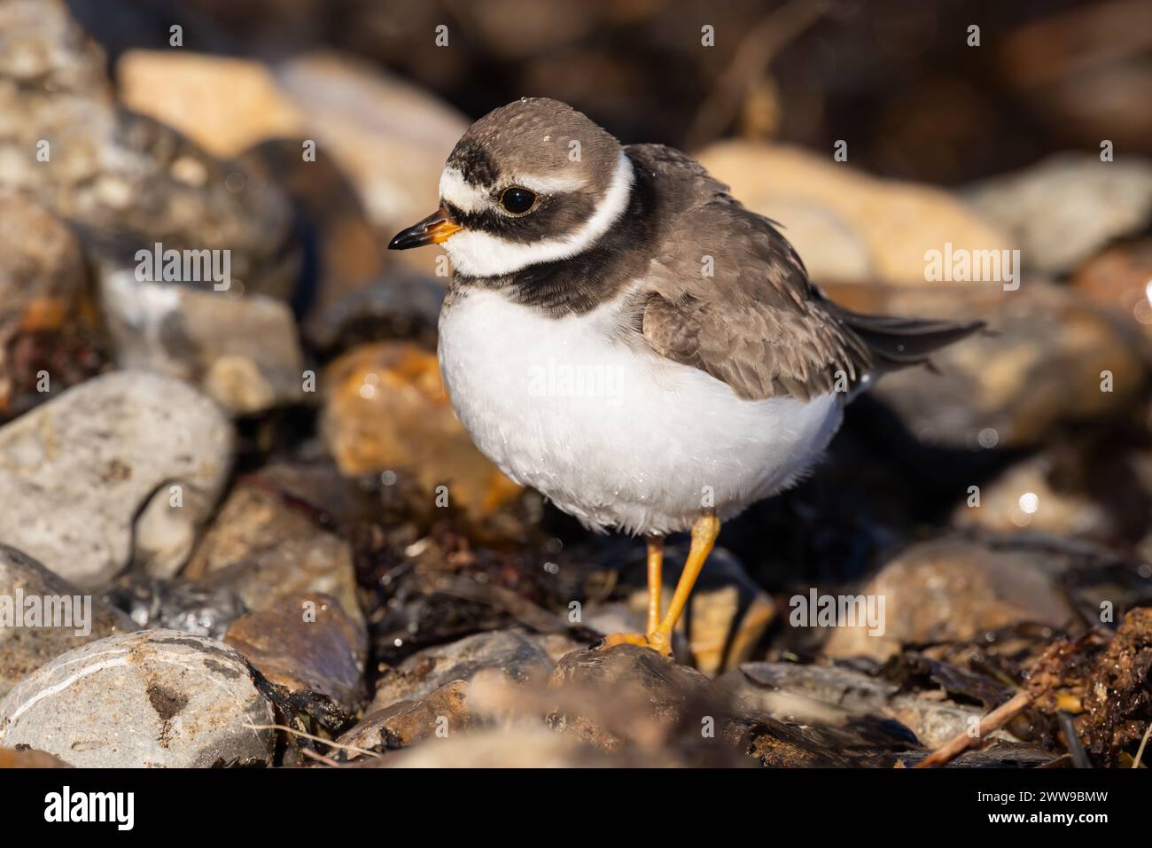Ringed Plover on a rocky beach Stock Photo