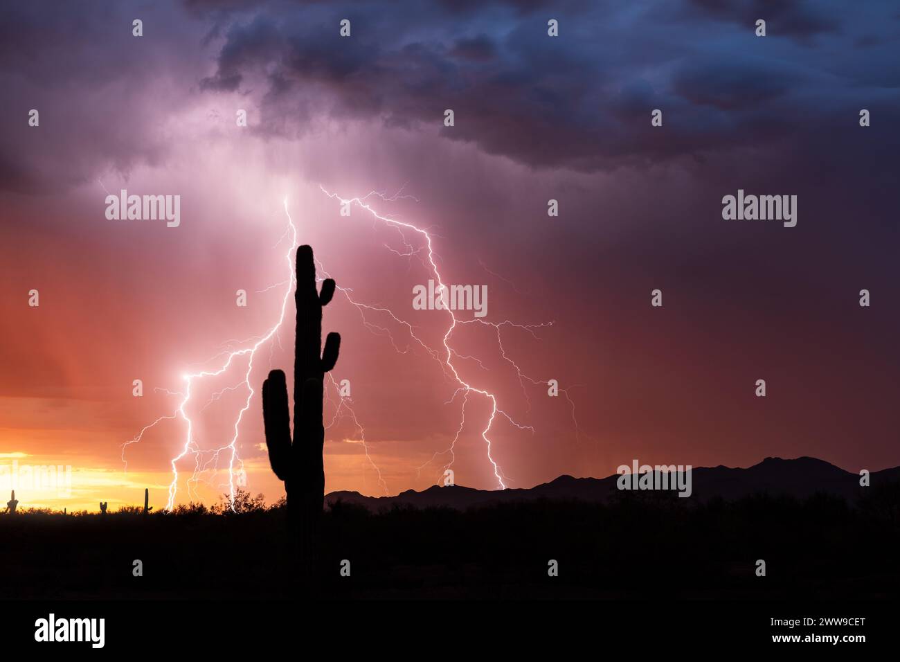 Arizona desert sunset lightning storm with Saguaro cactus silhouettes Stock Photo