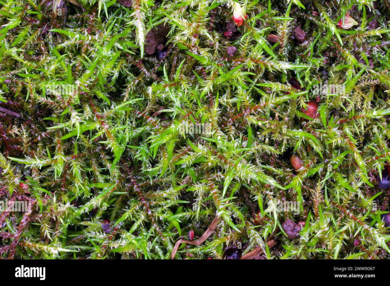 Calliergonella cuspidata (Pointed Spear-moss) is common in base-rich habitats, such as marshes and mires. It is widely distributed around the world. Stock Photo