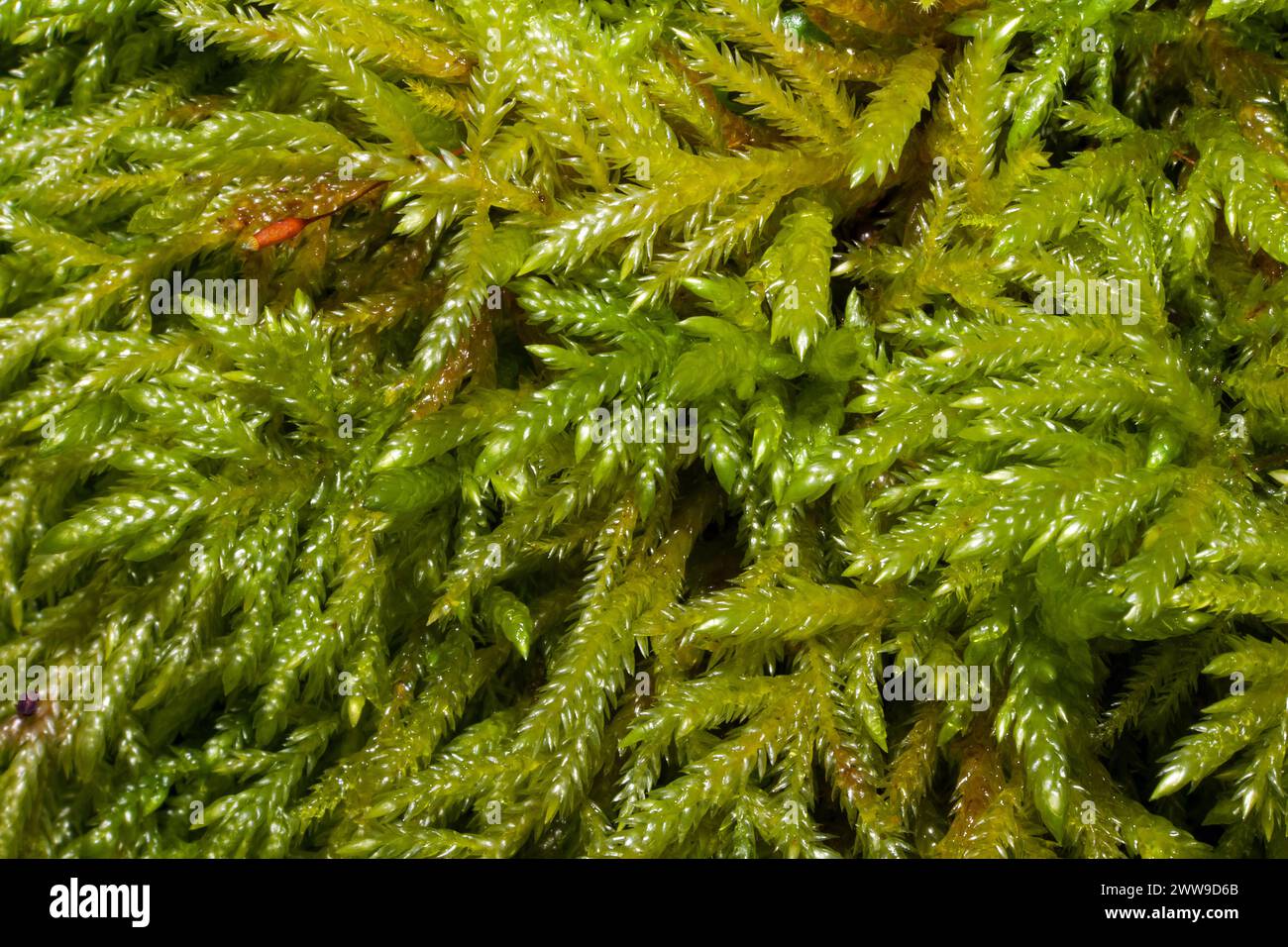 Isothecium alopecuroides (Larger Mouse-tail Moss) occurs in woodland and on shady stream banks. It seems to be confined to the Northern Hemisphere. Stock Photo