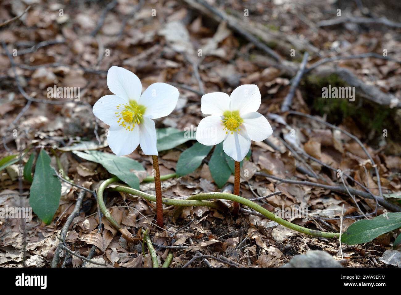 Christmas Rose or Black Hellebore (Helleborus niger) among the leaves of the undergrowth Stock Photo