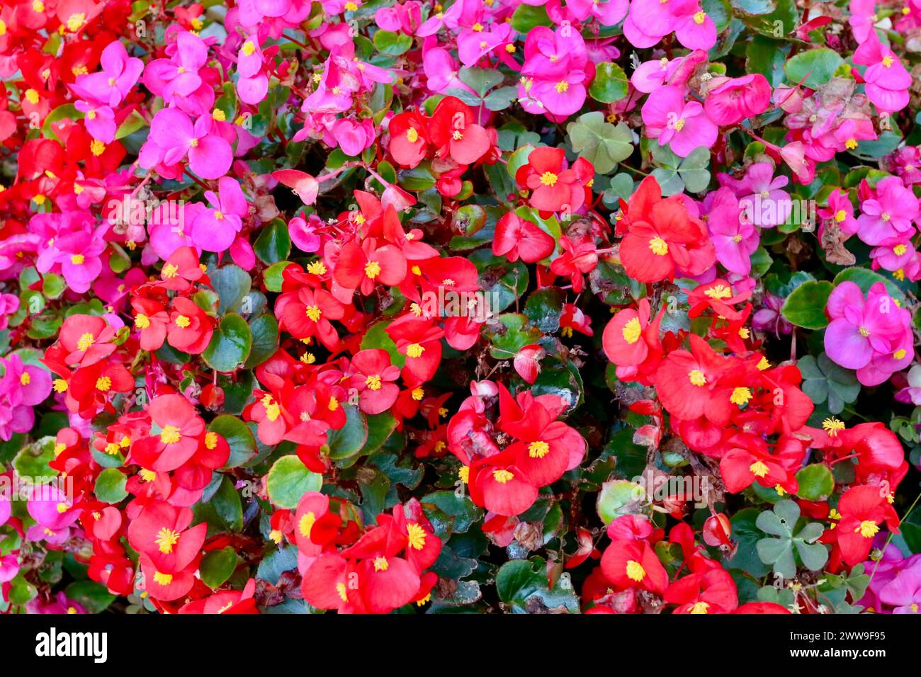 Colourful flowers, Piber, Styria, Austria. Stock Photo