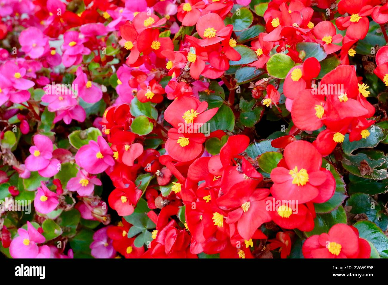 Colourful flowers, Piber, Styria, Austria. Stock Photo
