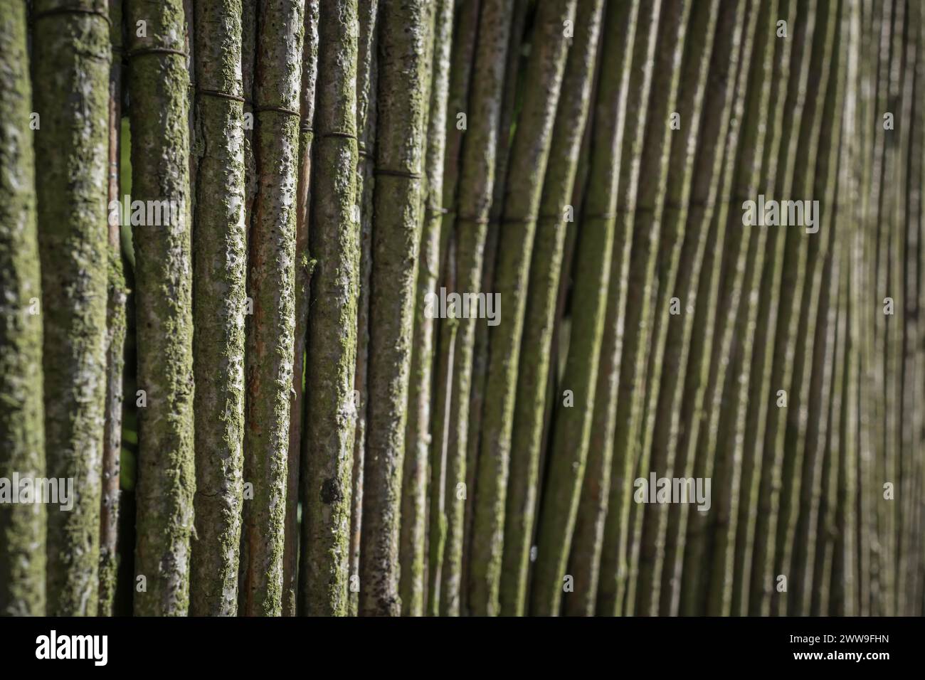 Secondary Structue Reed weathered reed fence structure Stock Photo - Alamy
