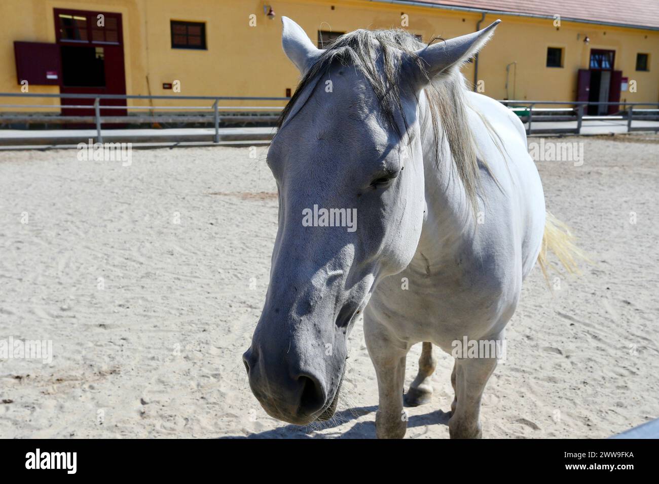 Lipizzan horse, Piber Federal Stud, Piber, Styria, Austria. Stock Photo
