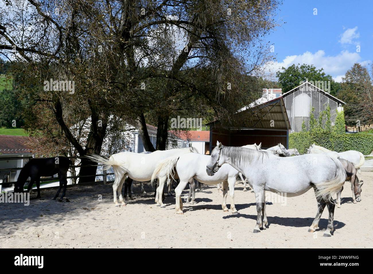 Lipizzan horses, Piber Federal Stud, Piber, Styria, Austria. Stock Photo