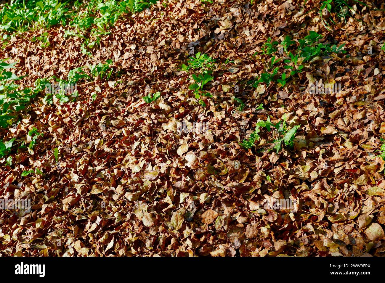 Autumn leaves, Piber, Styria, Austria. Stock Photo
