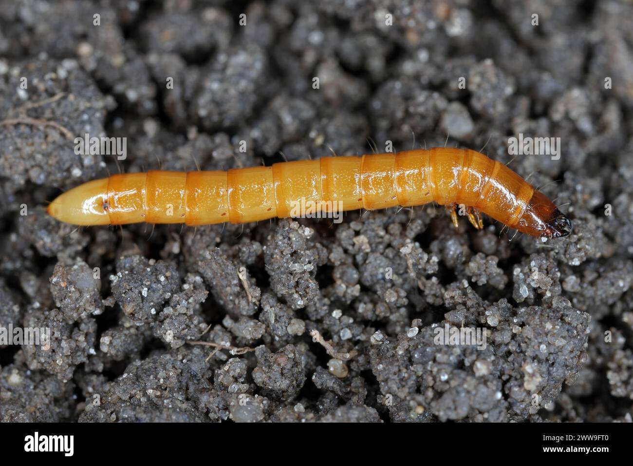 Wireworm Agriotes sp a click beetle larva. Wireworms are  important pests that feed on plant roots. A larva on the soil. Side view. Stock Photo