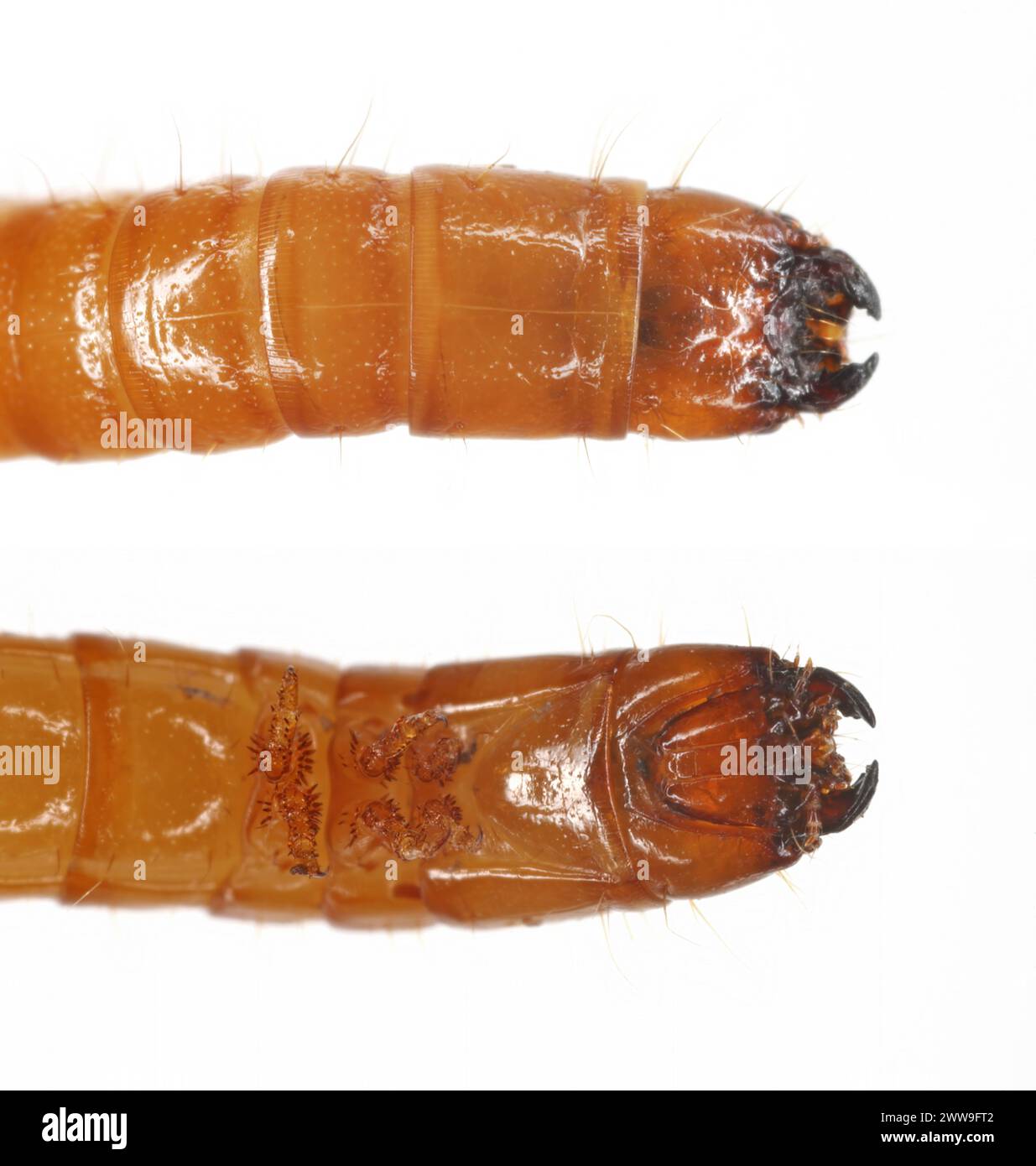 Wireworm Agriotes sp a click beetle larva. Wireworms are  important pests that feed on plant roots. Top and bottom view, front part of the body. Stock Photo