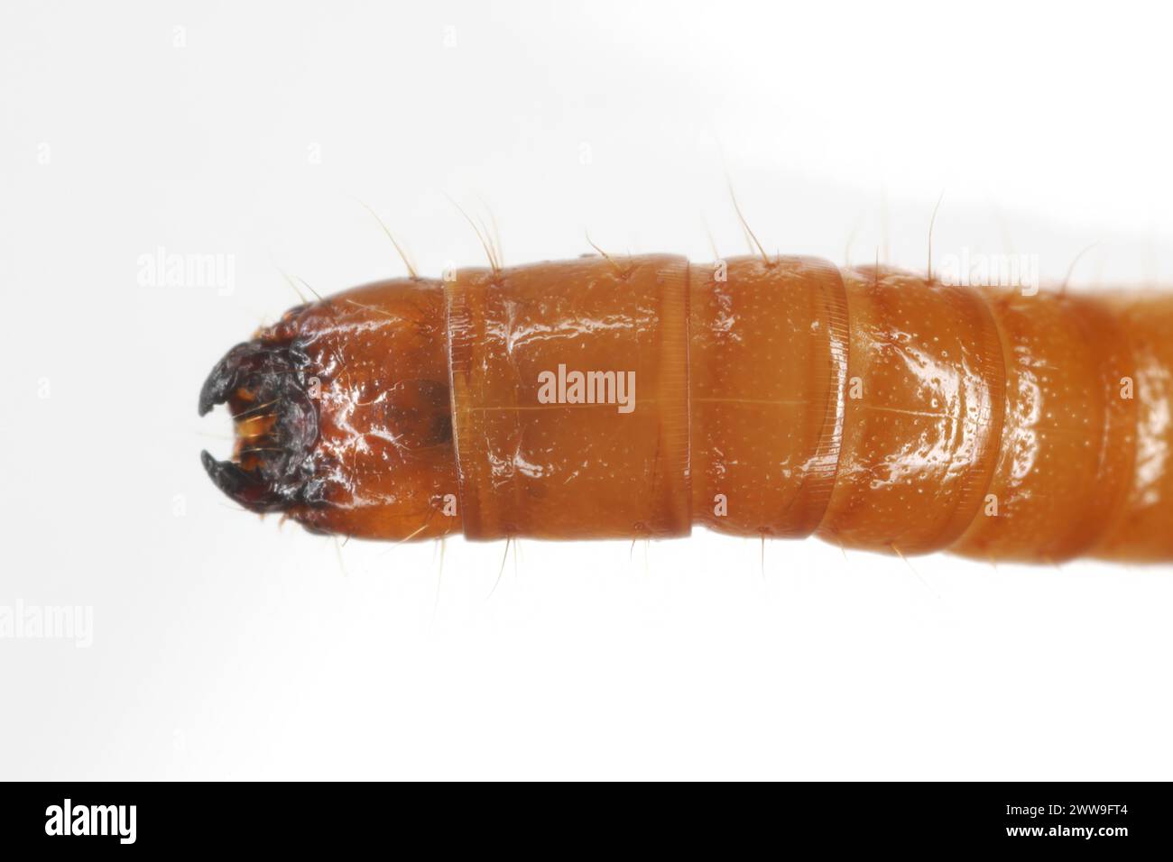 Wireworm Agriotes sp a click beetle larva. Wireworms are  important pests that feed on plant roots. Head, View from top. Stock Photo