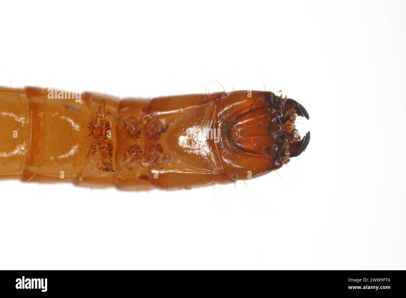 Wireworm Agriotes sp a click beetle larva. Wireworms are  important pests that feed on plant roots. Head, View from below. Stock Photo