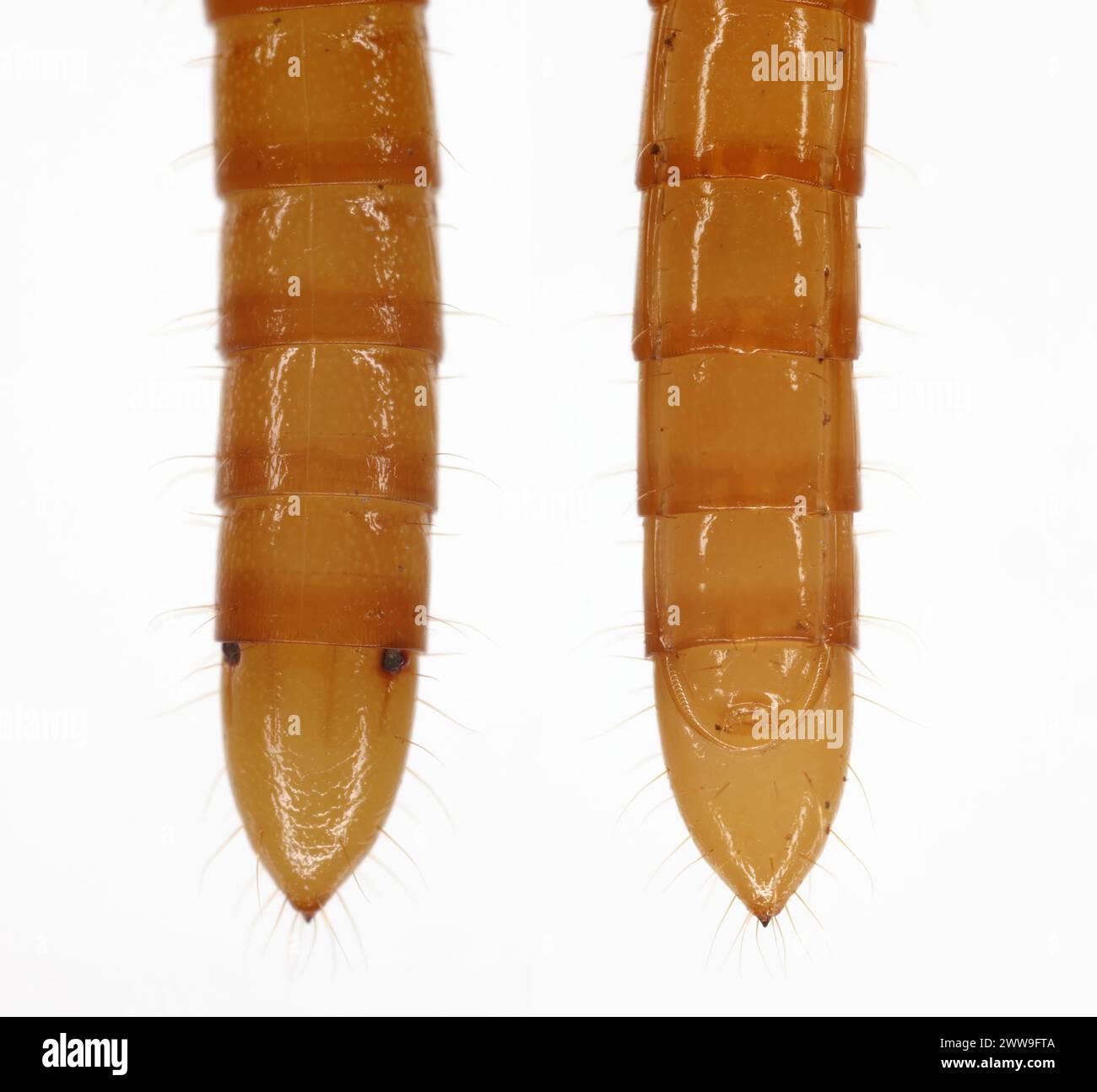 Wireworm Agriotes sp a click beetle larva. Wireworms are  important pests that feed on plant roots. Top and bottom view, back of the body. Stock Photo