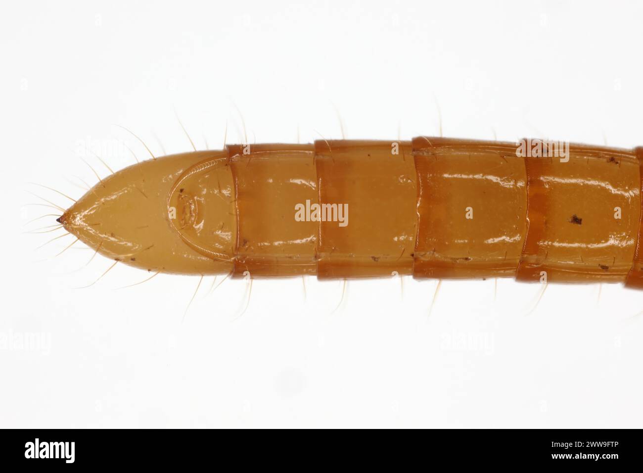 Wireworm Agriotes sp a click beetle larva. Wireworms are  important pests that feed on plant roots. Bottom view, back of the body. Stock Photo