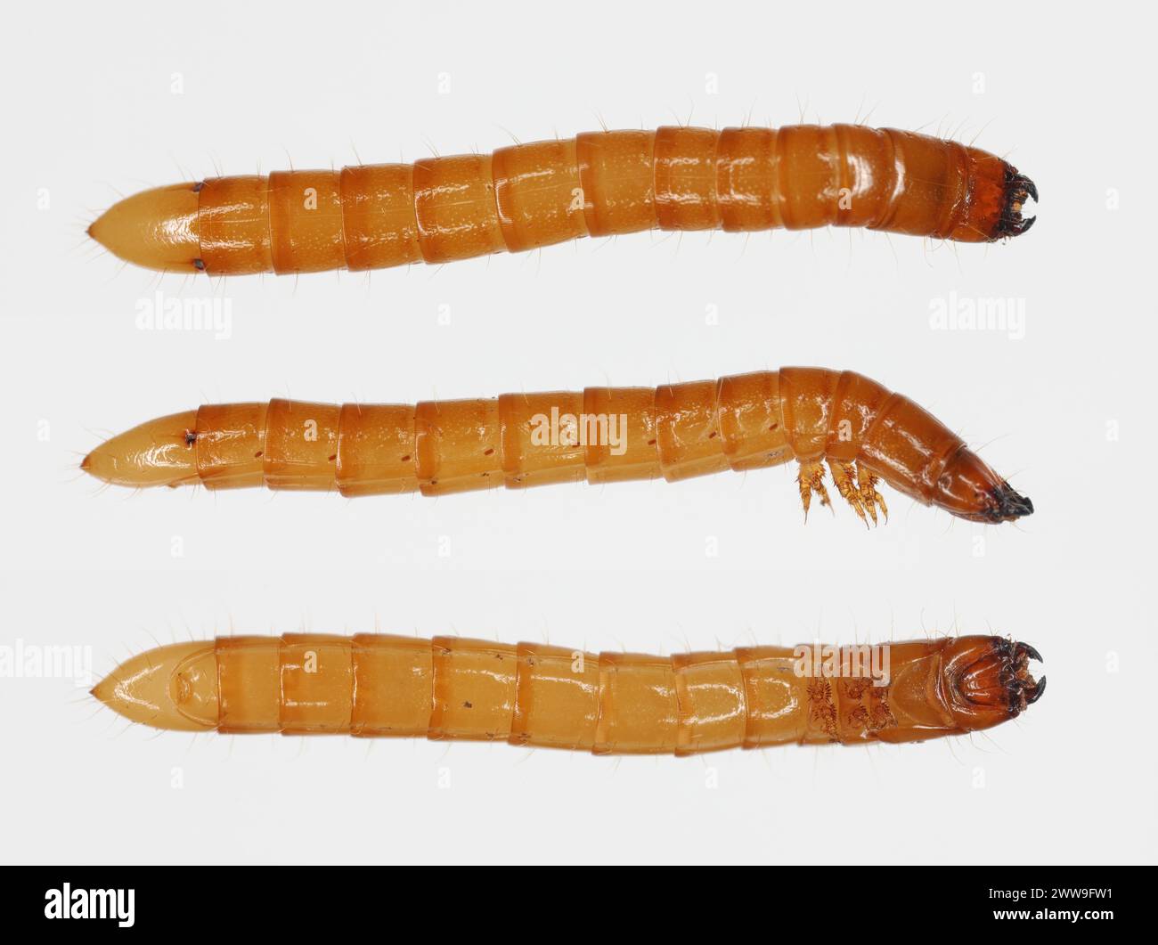 Wireworm Agriotes sp a click beetle larva. Wireworms are  important pests that feed on plant roots. View from different sides. Stock Photo